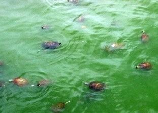公寓坐向 夢見烏龜在水裡